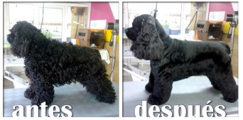 Peluquería-Canina-Fuentes-Blancas-001 (1)